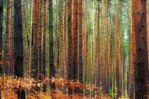 wood tree nature