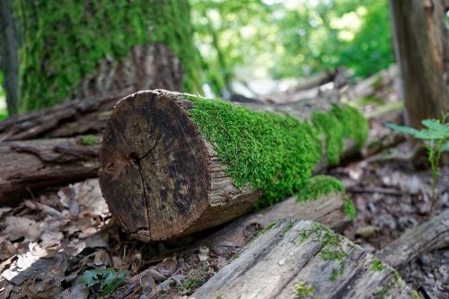 wood nature tree