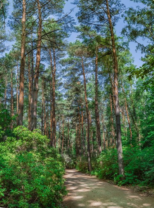 wood nature landscape