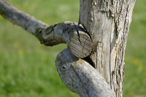 wood nature