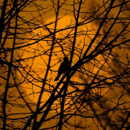 wood nature silhouette