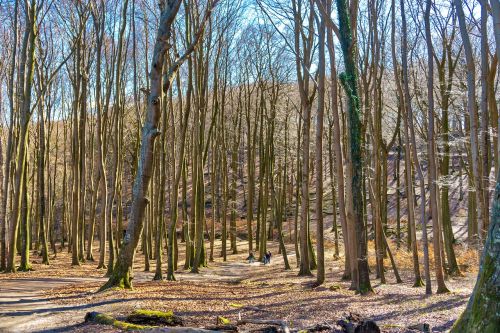 wood nature landscape