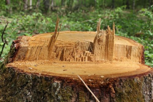 wood nature tree