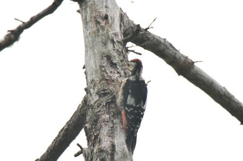 wood natural bird