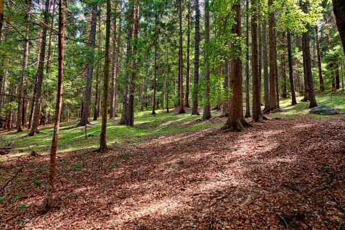 wood nature forest