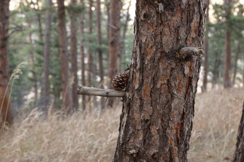 wood tree nature