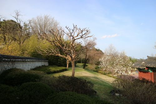 wood nature scenery