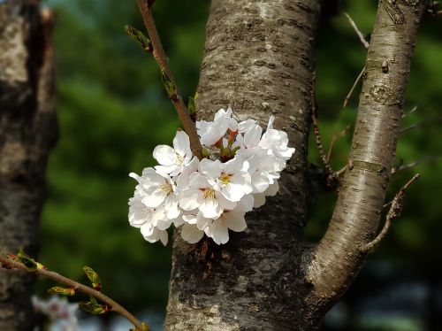 wood nature plants