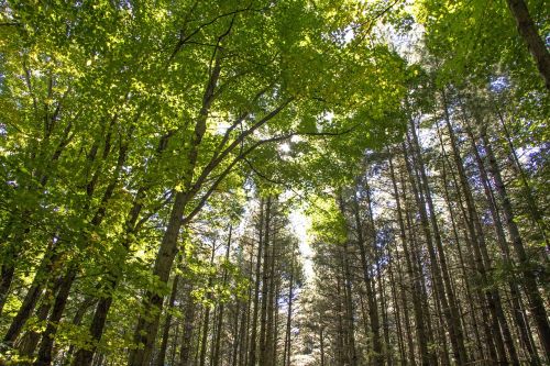 wood nature landscape