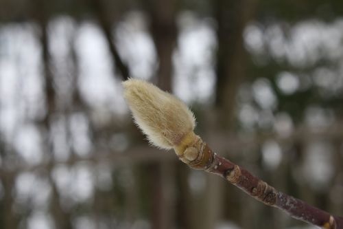 wood natural outdoors