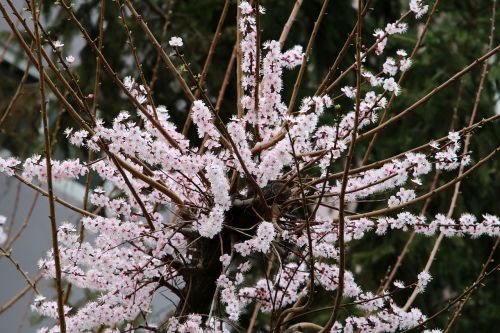 wood quarter flowers