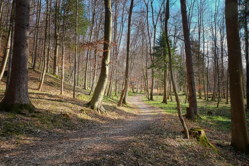 wood tree nature