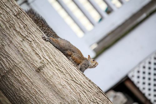 wood squirrel tree