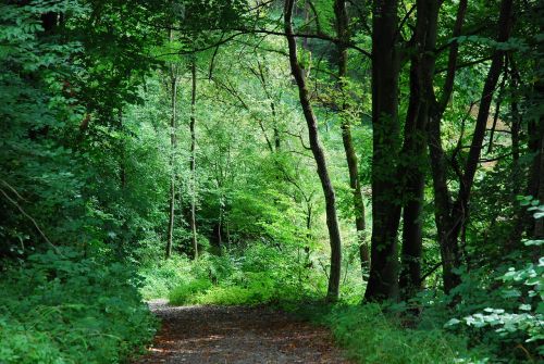 wood nature landscape