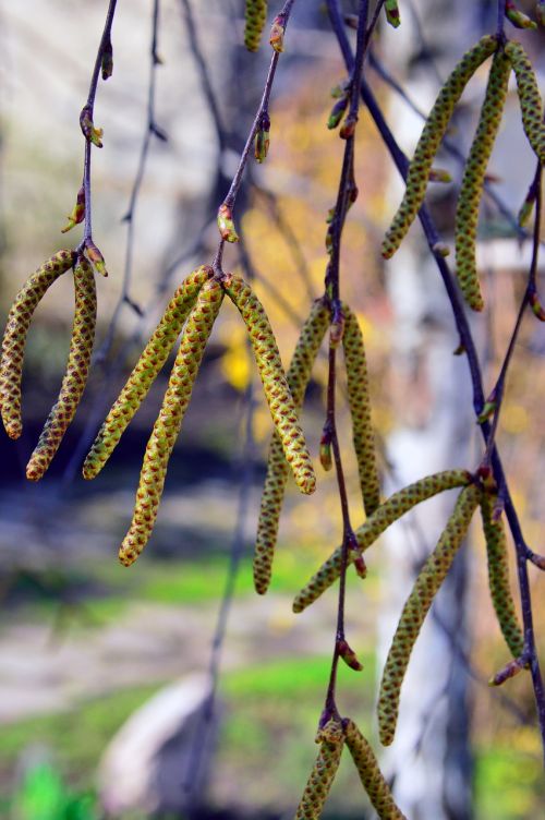 wood nature branch