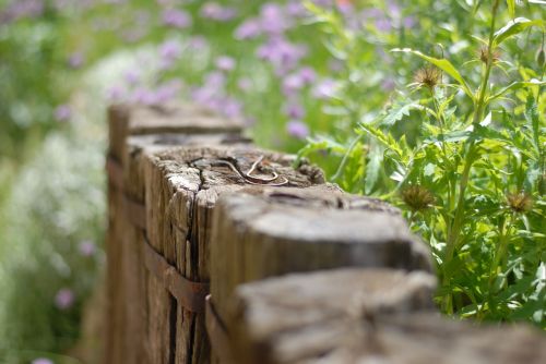 wood flora nature