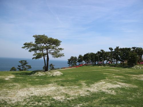 wood grass scenery