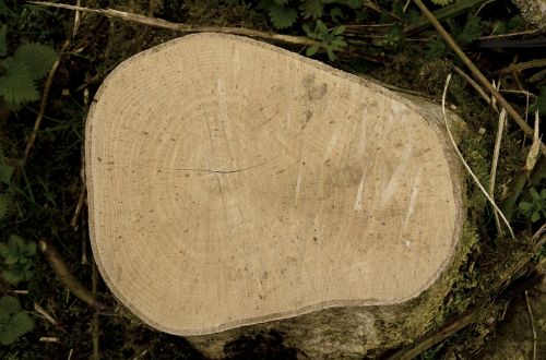 wood nature tree
