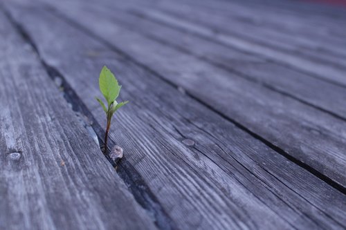 wood  nature  background