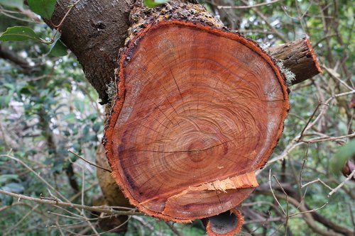 wood  tree  nature