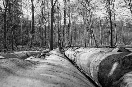 wood  tree  nature