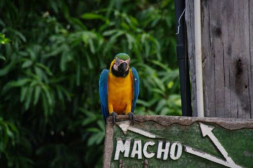 wood  nature  bird