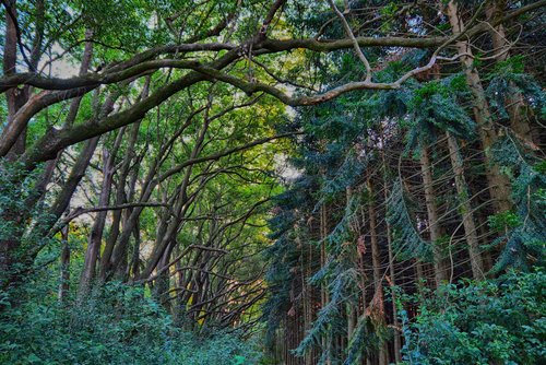 wood  nature  tree