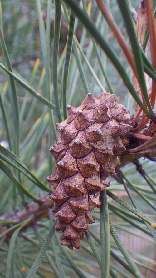 wood  nature  pine