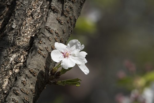 wood  nature  plants