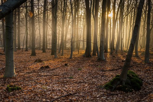 wood  tree  autumn