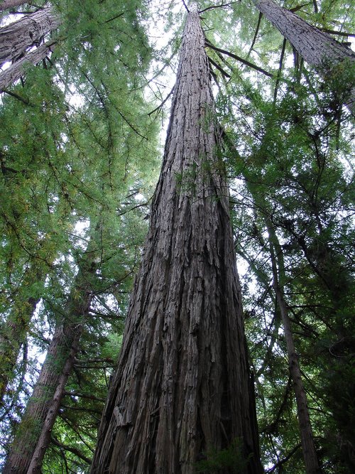 wood  nature  tree