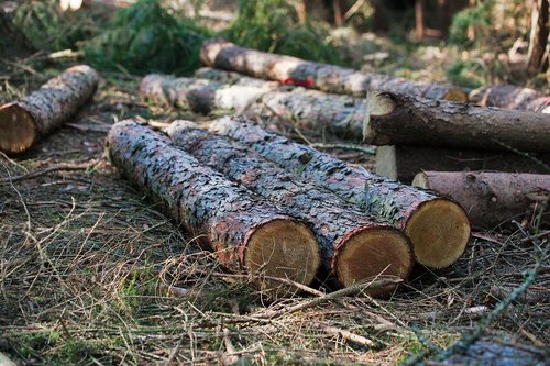 wood  nature  tree