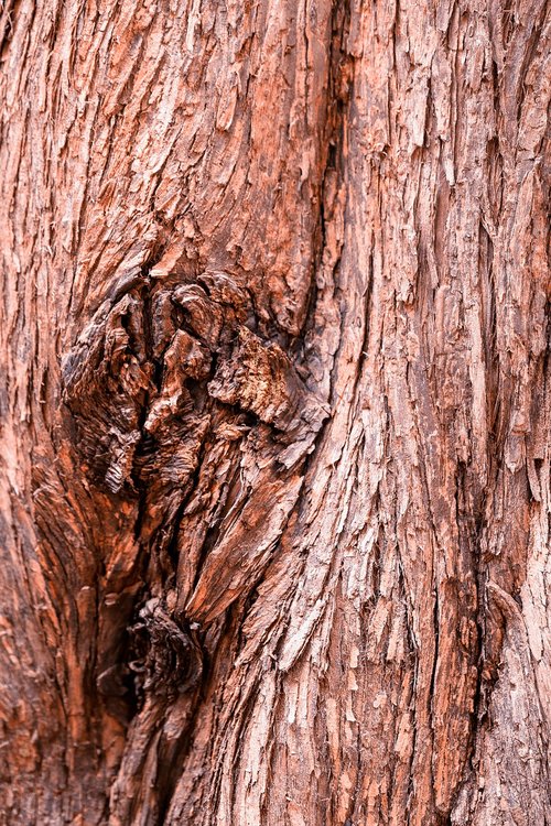 wood  tree  bark