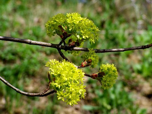 wood  nature  plant