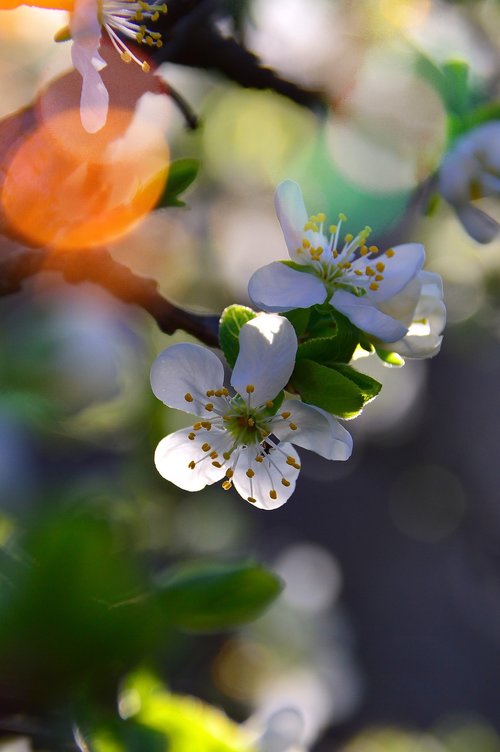 wood  flower  branch