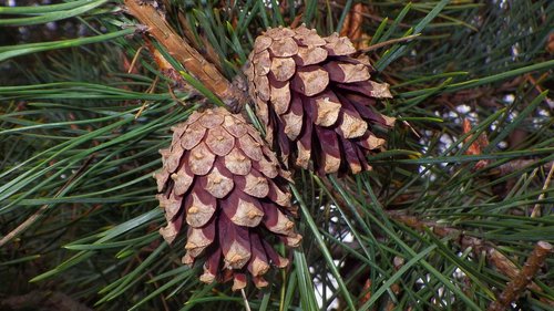 wood  pine  nature