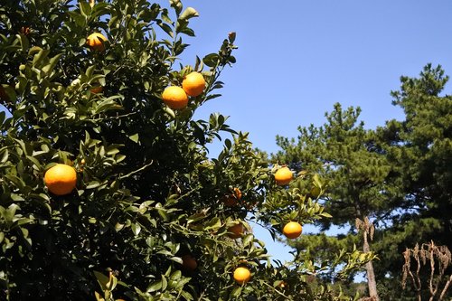 wood  fruit  nature