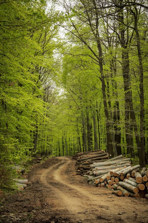 wood  nature  landscape