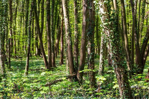 wood  nature  landscape