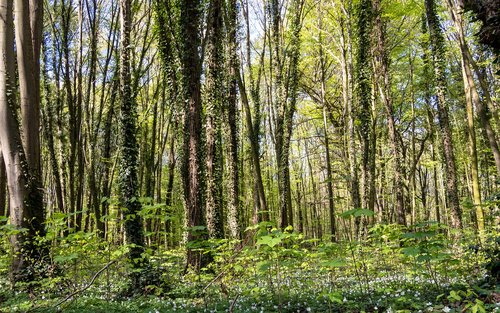 wood  nature  landscape