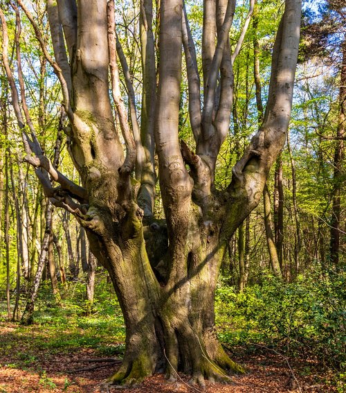 wood  tree  nature