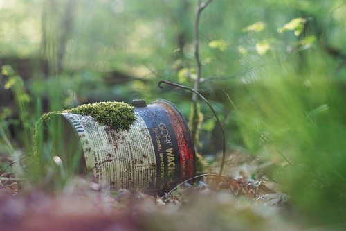 wood  nature  tree