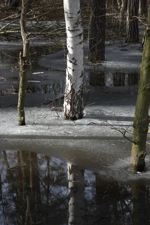 wood  nature  waters