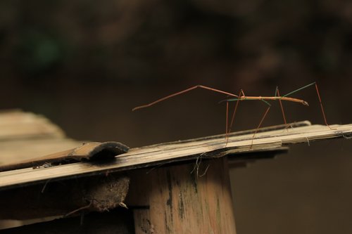 wood  nature  insect