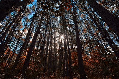 wood  tree  nature