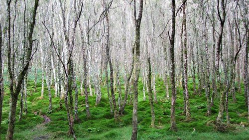 wood  nature  landscape