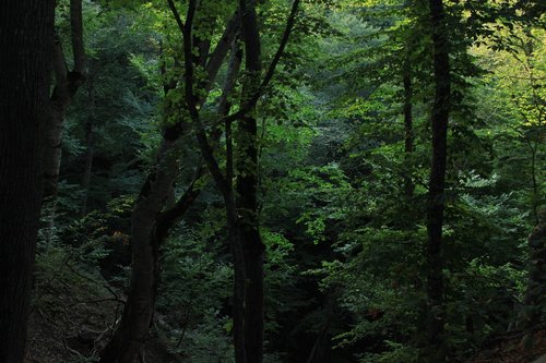 wood  nature  landscape