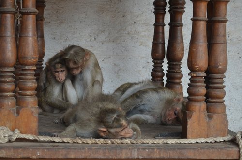 wood  monkeys in the temple  fauna