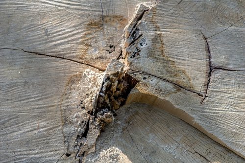 wood  rub  cracks