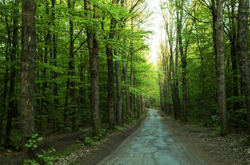 wood  nature  tree